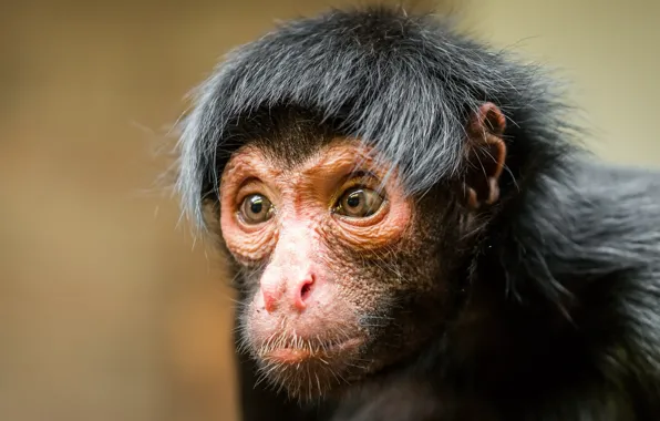 Look, monkey, Black spider monkey