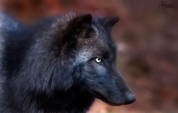 Picture nature, predator, face, animal, wolf, wildlife, black wolf, Canis lupus