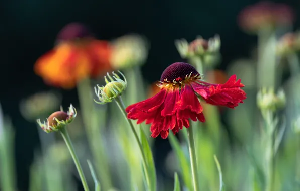 Flowers, red, bokeh, gaylardiya