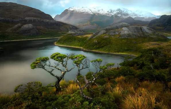 Grass, trees, mountains, shore, slope, haze, the bushes, pond