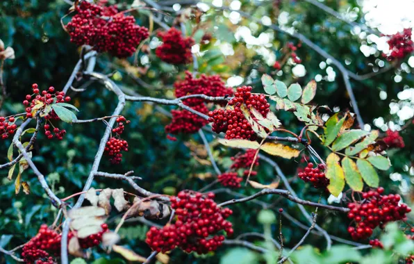 Picture autumn, leaves, trees, branches, red, berries, blur, fruit