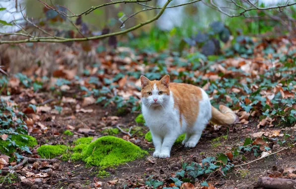 Cat, cat, branches, nature, foliage, moss, spring, red