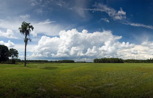 Picture sky, landscape, nature, clouds, palm tree