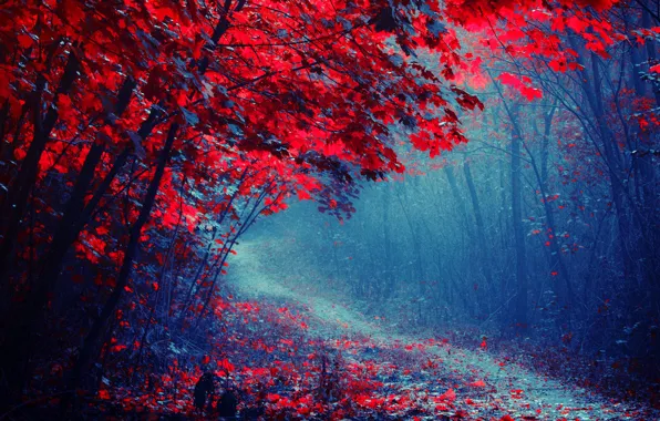 Road, autumn, forest, trees, fog, Park, path, the crimson