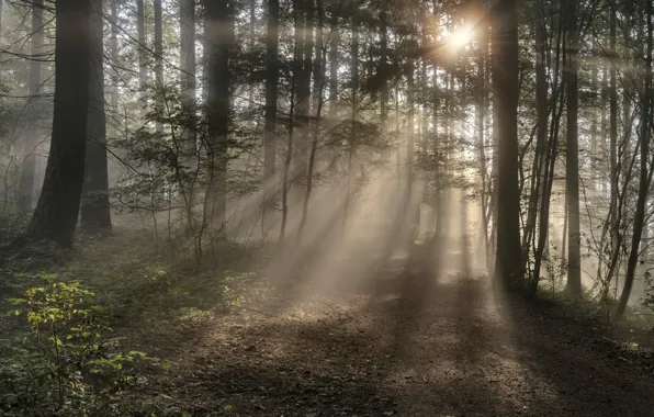 Picture forest, summer, the sun, rays, light, trees, branches, fog
