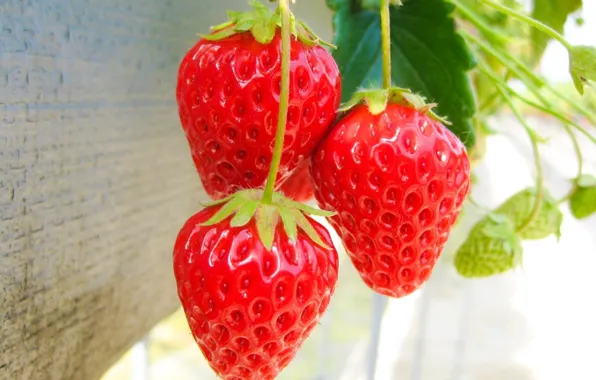 Picture summer, harvest, strawberries, strawberry, Victoria, berry