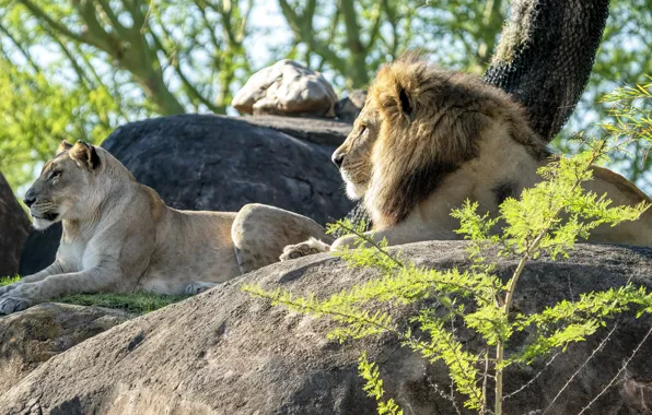 Branches, nature, stones, Leo, pair, profile, lions, lioness