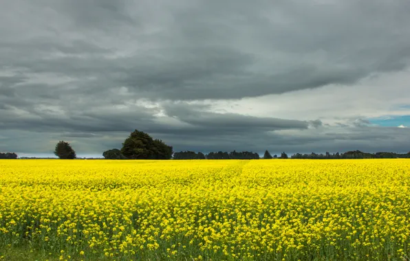 Picture field, the sky, trees, clouds, New Zealand, grey, rape