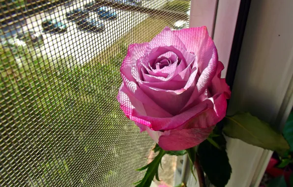 Picture Window, Rose, Pink rose, Pink rose