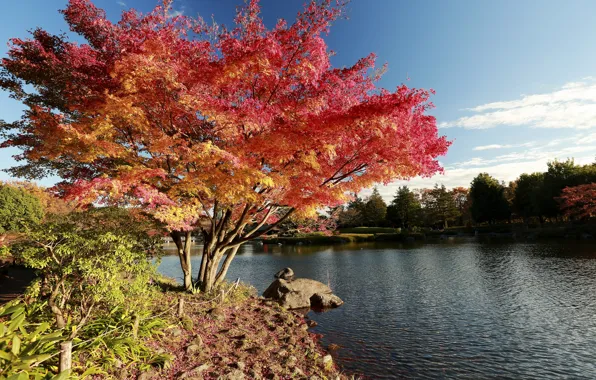 Picture Nature, Tree, Autumn, Lake, Japan, Japan, Nature, Fall