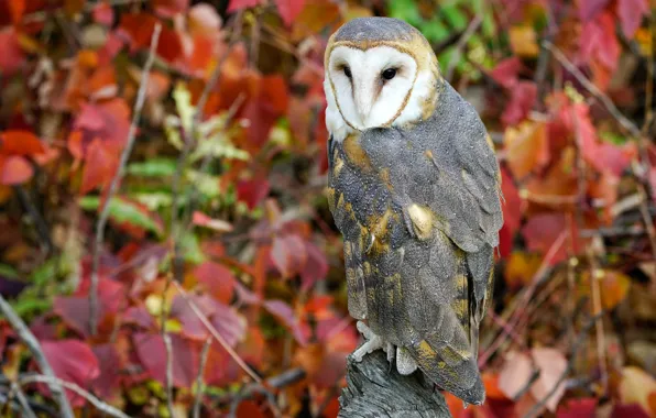 Autumn, owl, bird, foliage, the barn owl, autumn leaves