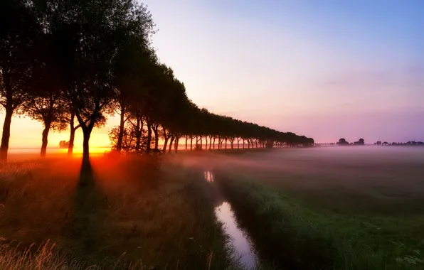 Picture grass, rays, trees, fog, stream, dawn