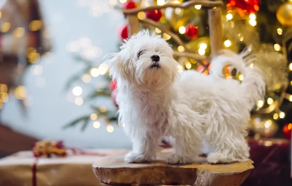 Lights, box, dog, Christmas, New year, white, is, face