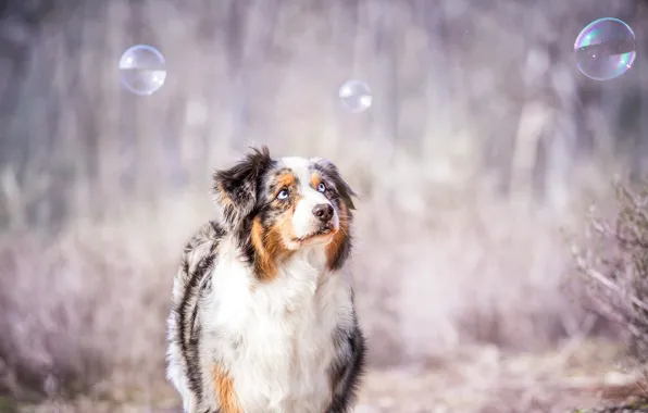 Look, bubbles, each, dog