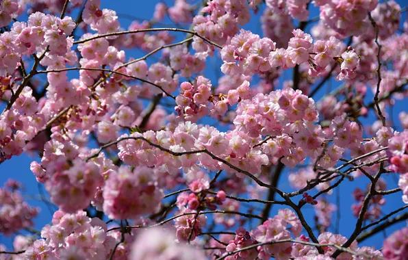 Picture Spring, Spring, Flowering, Flowering