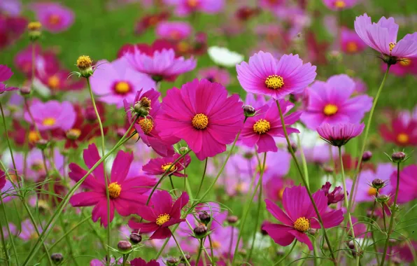 Summer, flowers, pink, a lot, cosmos