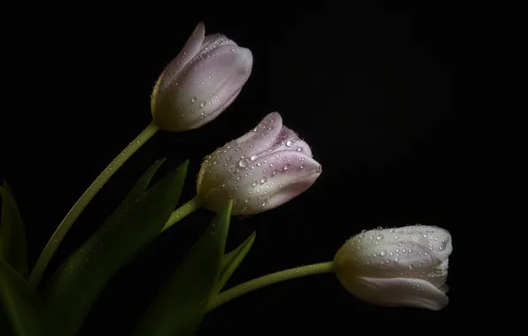 Drops, Rosa, the dark background, tulips, pale pink