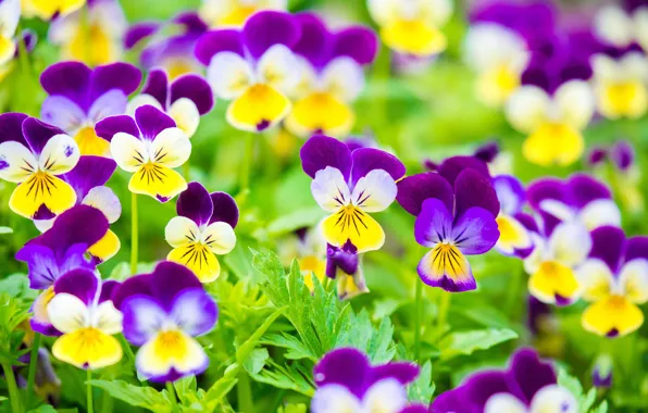Picture bright, Pansy, viola