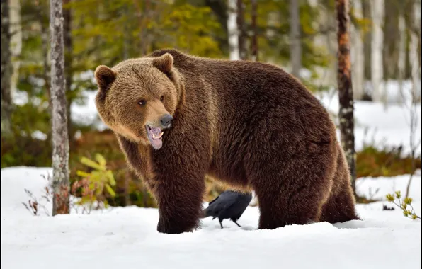 Winter, forest, look, snow, nature, pose, bird, bear