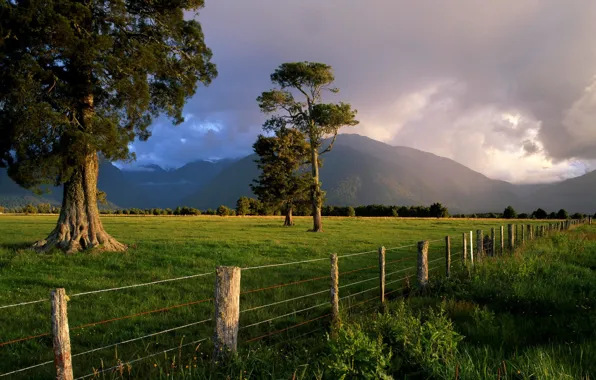 Grass, tree, the fence, 150