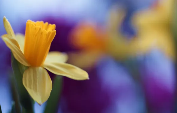Flower, blossom, beautiful, cool, daffodil