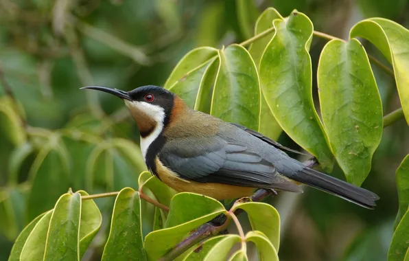 Picture leaves, bird, branch, Eastern Spinebill, Eastern silkly honeyeater