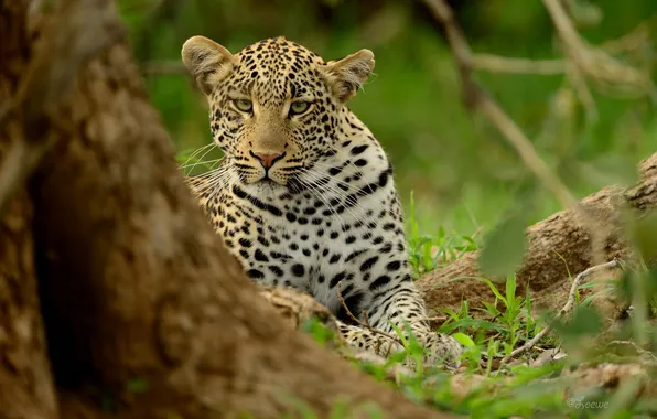 Picture face, predator, leopard, wild cat