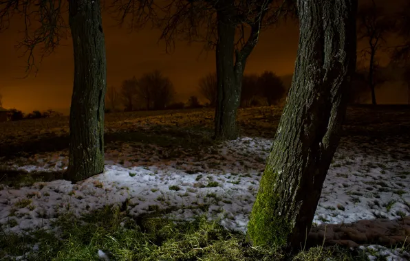 Snow, trees, night