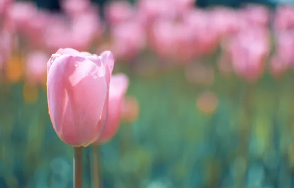 Flower, macro, pink, Tulip, spring, Bud