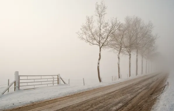 Snow, fog, wintery road