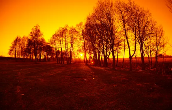 Trees, sunset, shadow, solar, orange sky
