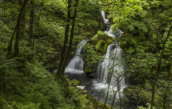 Forest, river, England, waterfall, England, Lake District, Colwith Force, River Brathay