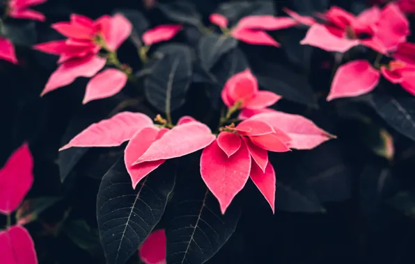 Color, Plant, Plants, Color, Flora, Plants, Close-up, Blooming