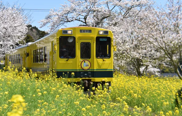 Trees, landscape, nature, Park, train, spring, Japan, grass