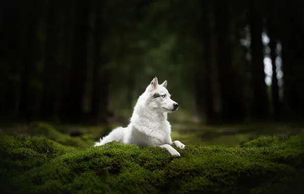 Forest, moss, dog, white, Husky