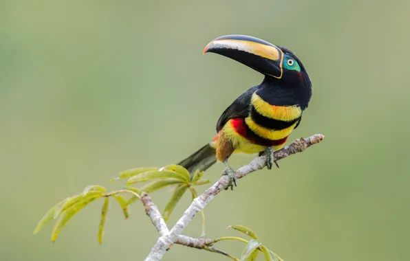 Picture background, bird, branch, beak, Toucan, MNOGOPROFIL aracari