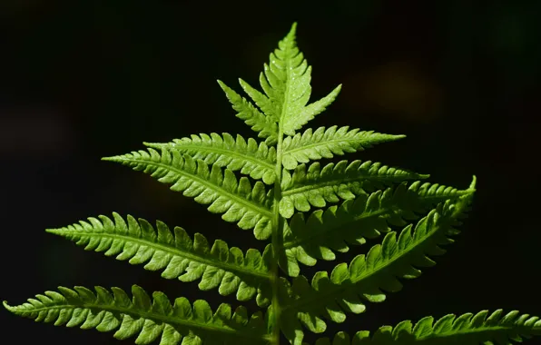 Picture leaves, macro, plant, fern