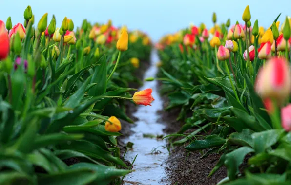 Field, the sky, leaves, water, drops, flowers, freshness, rain