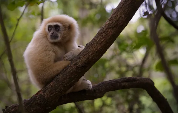 Branches, nature, animal, monkey, Gibbon