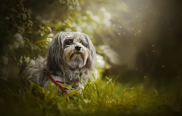 Weed, dog, bokeh, Shanti