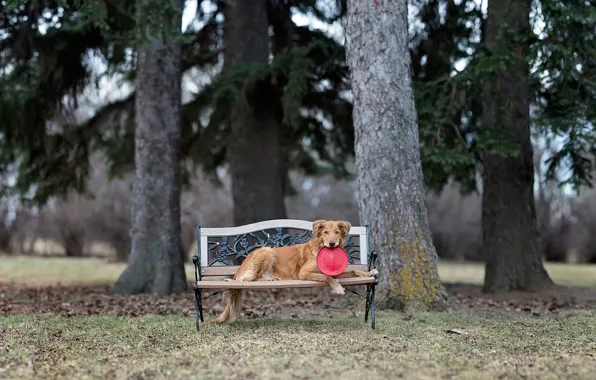 Park, dog, bench