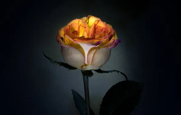 Flower, leaves, light, the dark background, rose, orange, Bud