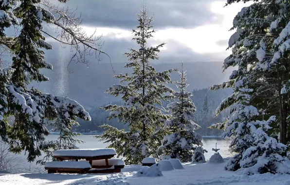 Wallpaper tree, table, snow, winter