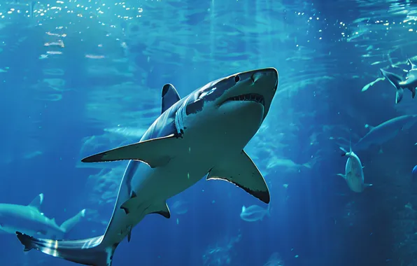 Fish, Shark, Predator, Underwater world, Digital art, AI art, The Art of Artificial Intelligence, Neural …