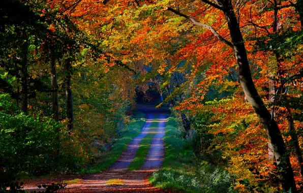 Road, autumn, forest, leaves, trees
