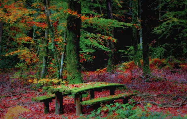 Picture autumn, forest, bench