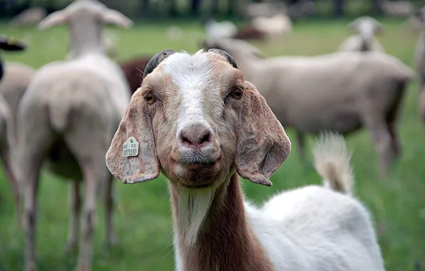 Summer, nature, sheep