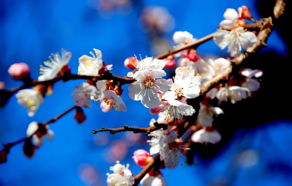 Picture the sky, flowers, sprig, Spring