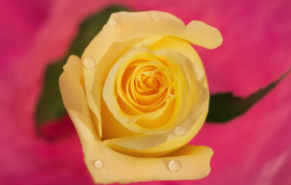 Picture drops, macro, background, rose, Bud, yellow rose
