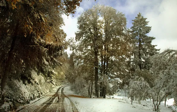 Winter, road, snow, trees